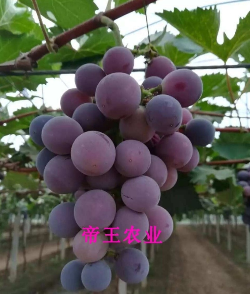 甬优一号葡萄苗嫁接葡萄树苗藤稔芽变葡萄
