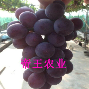 甬优一号葡萄苗嫁接葡萄树苗藤稔芽变葡萄