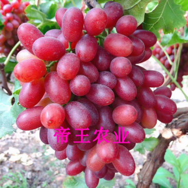 克伦生无核葡萄苗嫁接苗晚熟品种葡萄果树苗