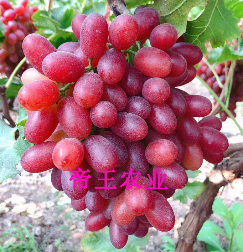 克伦生无核葡萄苗嫁接苗晚熟品种葡萄果树苗