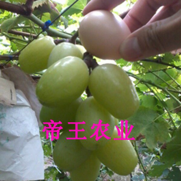 天山葡萄苗品种葡萄树苗南北方种植现挖苗发货