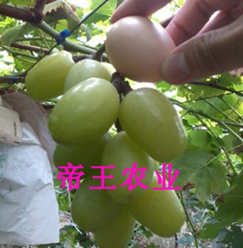 天山葡萄苗品种葡萄树苗南北方种植现挖苗发货