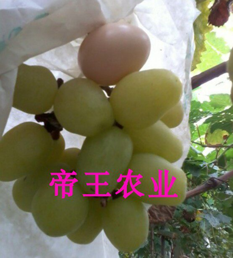 天山葡萄苗品种葡萄树苗南北方种植现挖苗发货