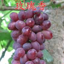 玫瑰香葡萄苗葡萄树苗嫁接果树苗现挖苗发货