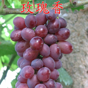玫瑰香葡萄苗葡萄树苗嫁接果树苗现挖苗发货