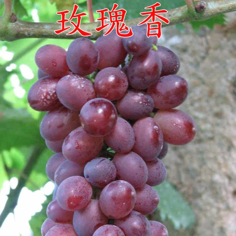 玫瑰香葡萄苗葡萄树苗嫁接果树苗现挖苗发货
