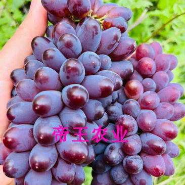 茉莉香葡萄苗着色香葡萄苗嫁接苗