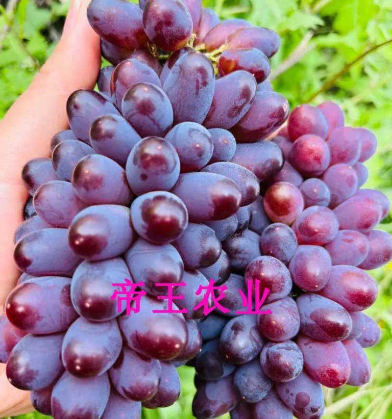 茉莉香葡萄苗着色香葡萄苗嫁接苗