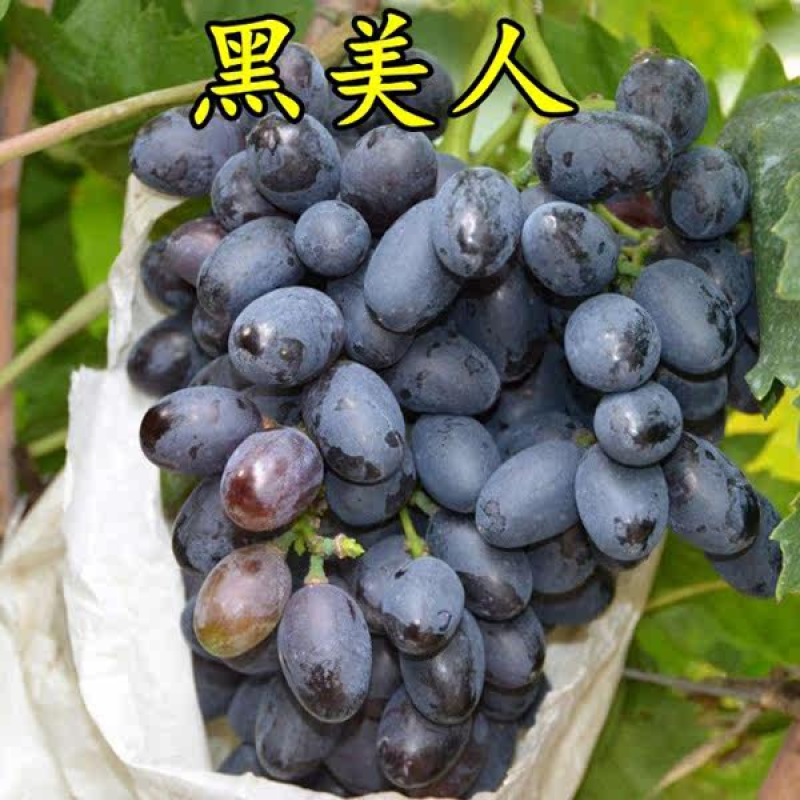 黑美人葡萄苗无籽甜葡萄奇妙无核葡萄嫁接葡萄树