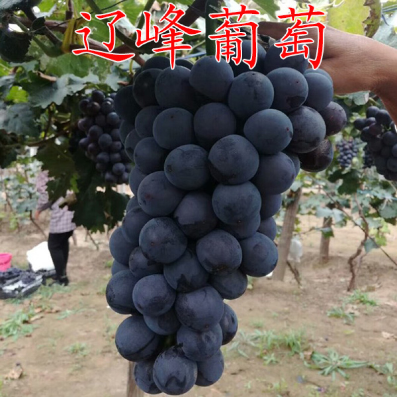 辽峰葡萄苗早巨峰葡萄苗嫁接葡萄苗基地直发