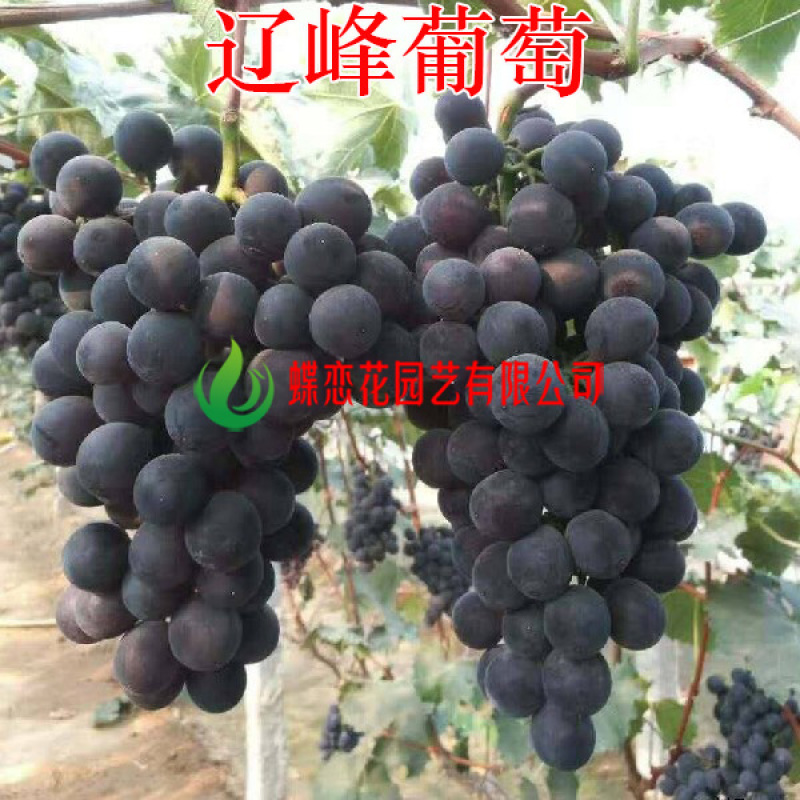 辽峰葡萄苗早巨峰葡萄苗嫁接葡萄苗基地直发