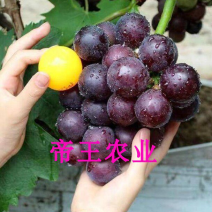 葡萄苗果树苗藤稔葡萄苗乒乓葡萄树苗嫁接葡萄苗现挖现发