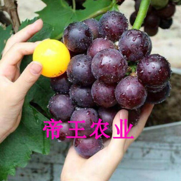葡萄苗果树苗藤稔葡萄苗乒乓葡萄树苗嫁接葡萄苗现挖现发