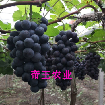 夏黑葡萄苗无核品种葡萄正宗品种基地直销现挖现发