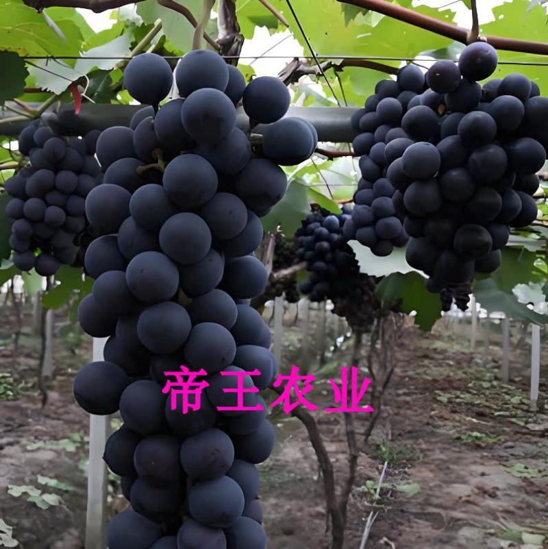 夏黑葡萄苗无核品种葡萄正宗品种基地直销现挖现发