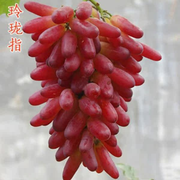 玲珑指葡萄苗早熟葡萄树苗品种纯正现挖苗发货