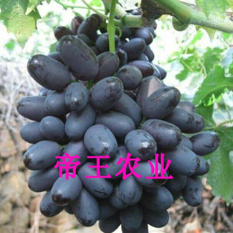 紫甜无核葡萄苗自然无核嫁接晚熟葡萄树