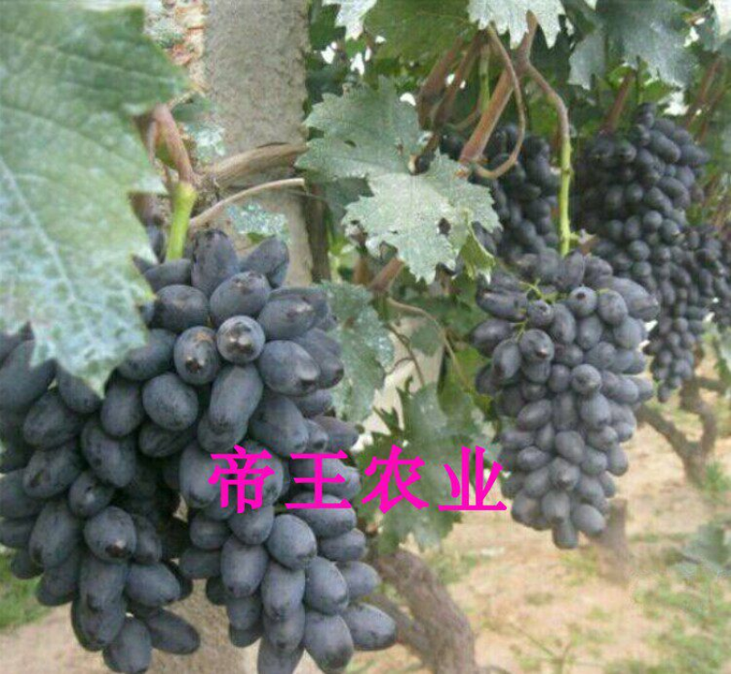 紫甜无核葡萄苗自然无核嫁接晚熟葡萄树