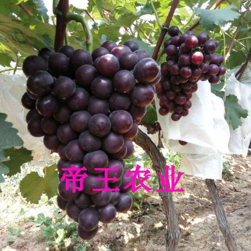 户太八号葡萄苗现挖现发嫁接葡萄果树苗