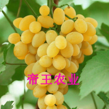 波尔来特葡萄苗无核葡萄树苗大粒黄色葡萄