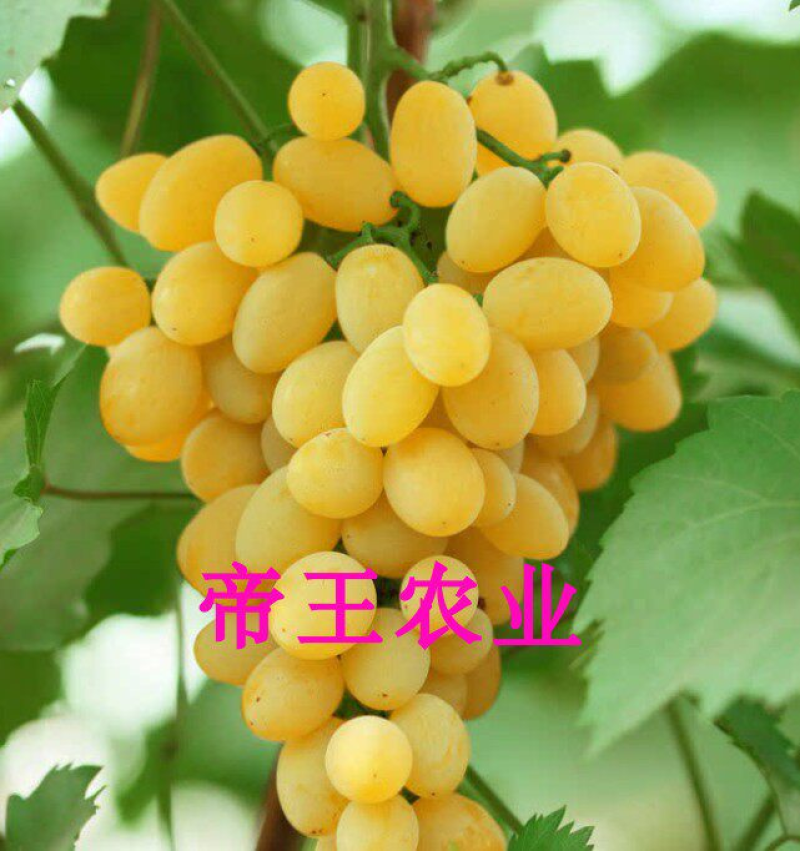 波尔来特葡萄苗无核葡萄树苗大粒黄色葡萄