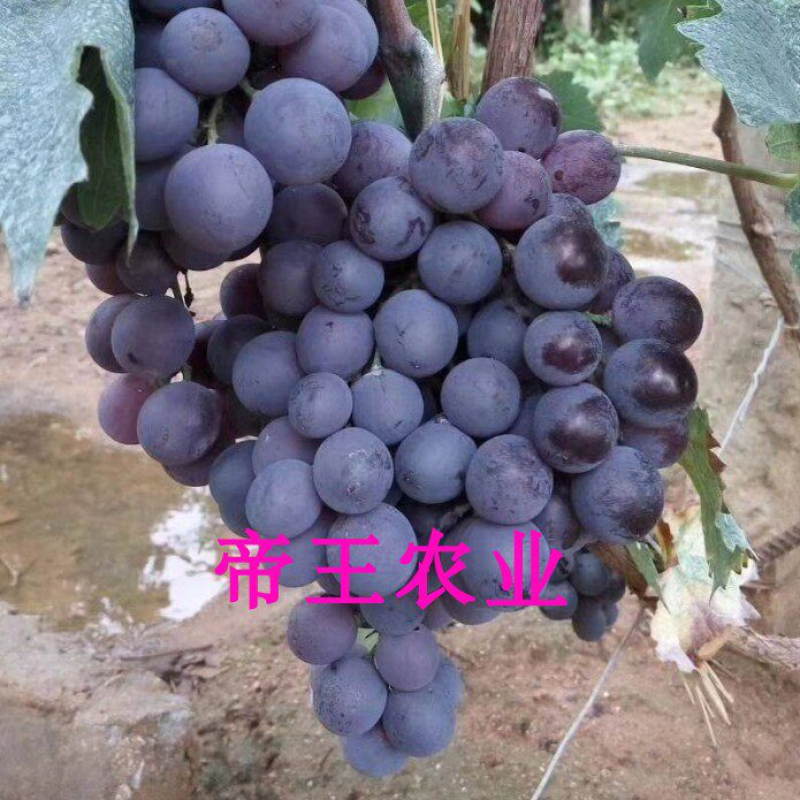 早熟无核葡萄早霞玫瑰葡萄苗好品种大果葡萄苗