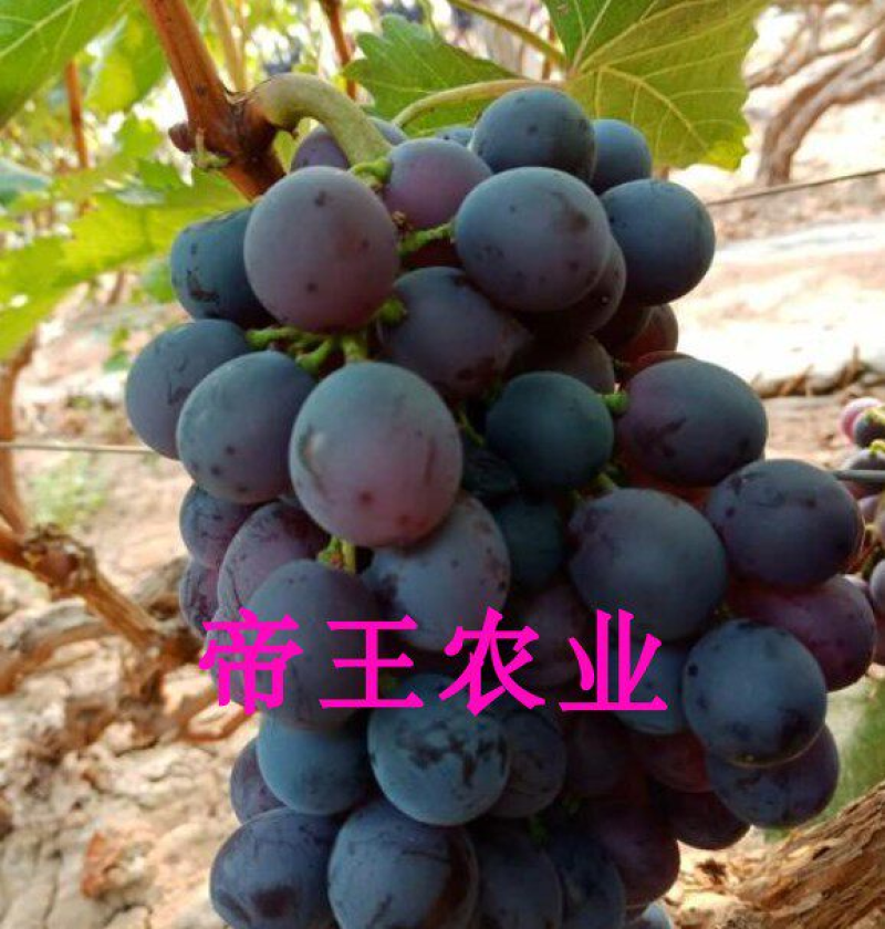 早熟无核葡萄早霞玫瑰葡萄苗好品种大果葡萄苗