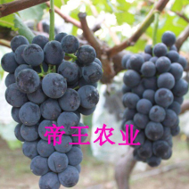 早熟大粒葡萄苗品种巨宝葡萄树苗早巨宝葡萄苗