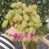 金手指葡萄苗嫁接葡萄树苗现挖苗发货