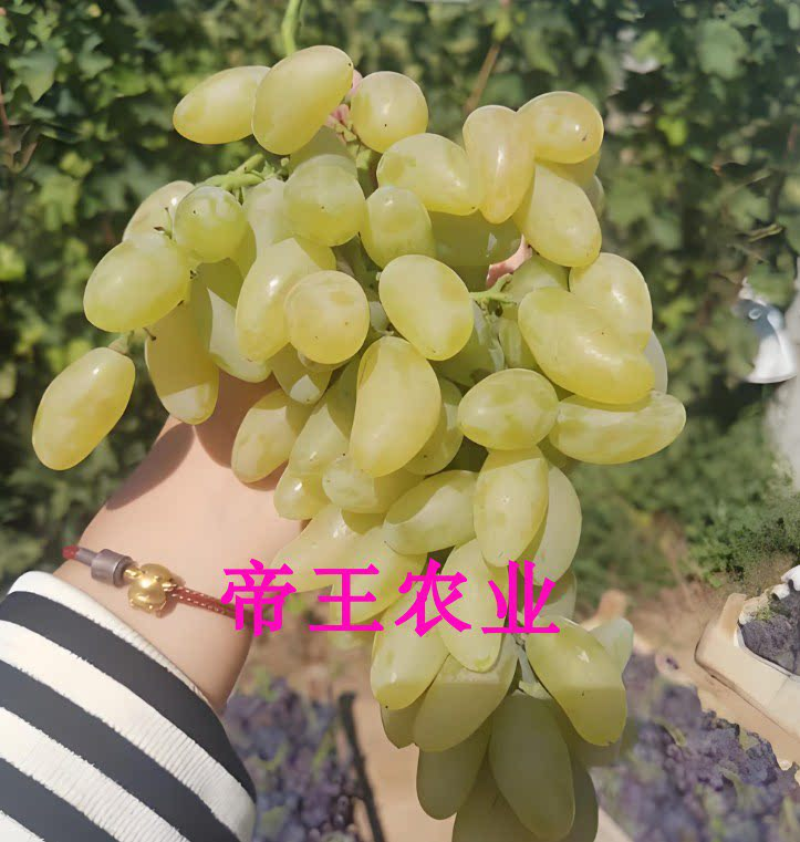 金手指葡萄苗嫁接葡萄树苗现挖苗发货