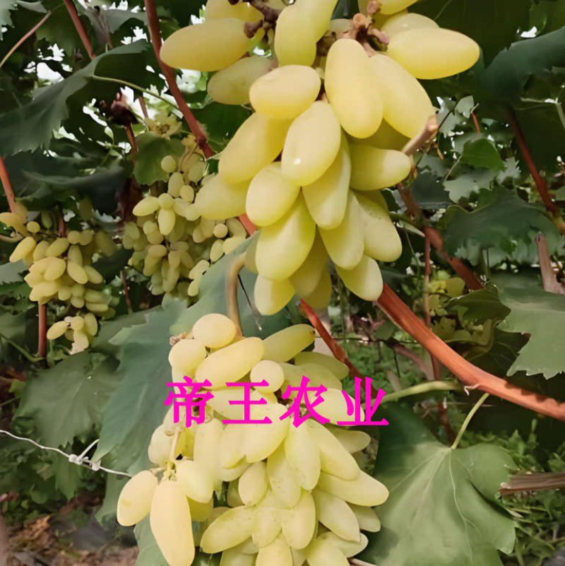 金手指葡萄苗嫁接葡萄树苗现挖苗发货