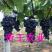 早夏无核葡萄苗特早熟葡萄嫁接葡萄早夏黑