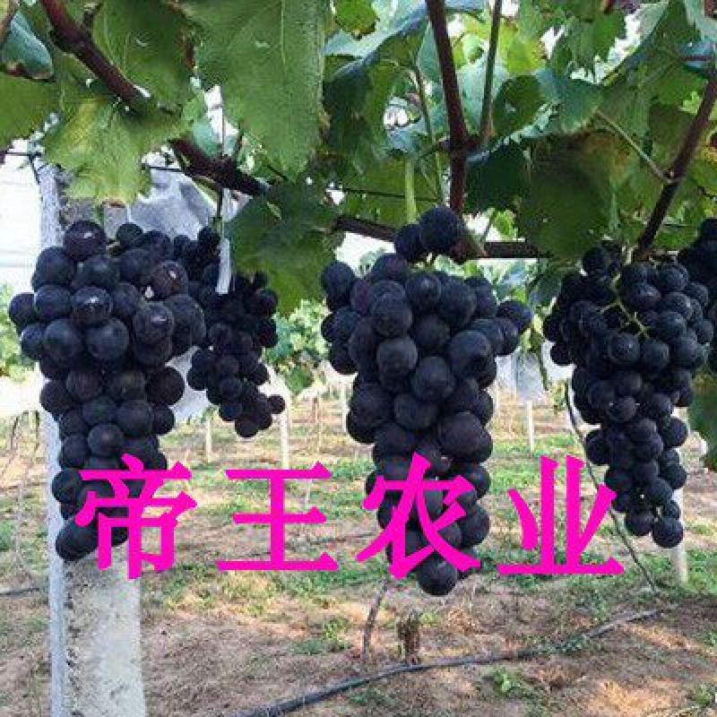 早夏无核葡萄苗特早熟葡萄嫁接葡萄早夏黑