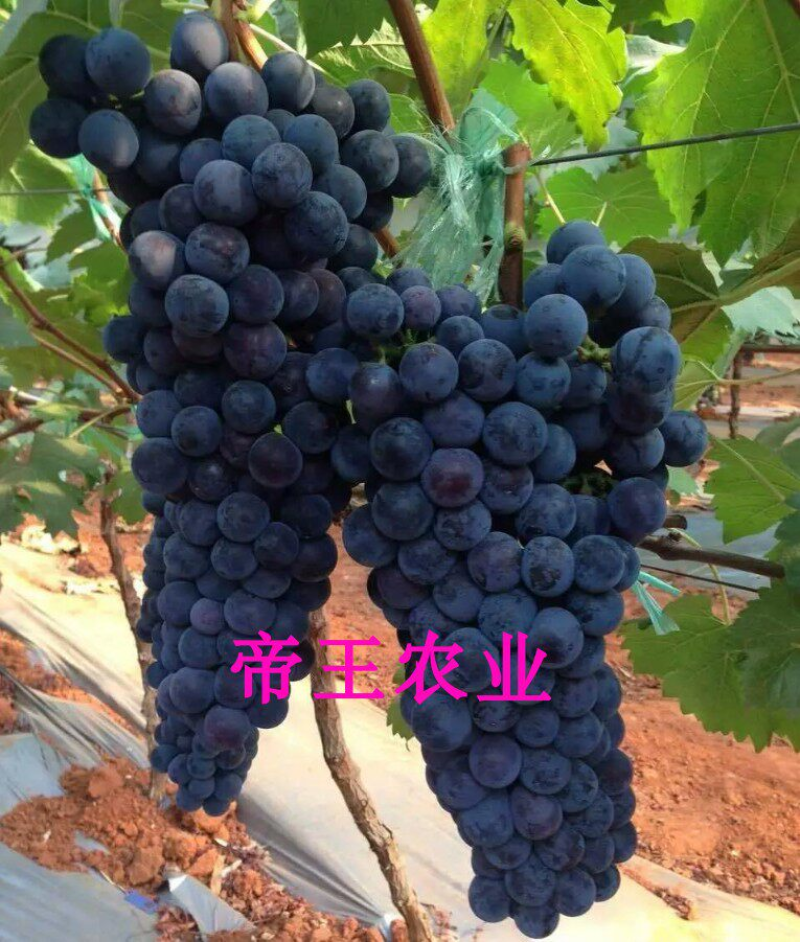 早夏无核葡萄苗特早熟葡萄嫁接葡萄早夏黑