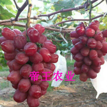 新葡萄苗品种浪漫红颜葡萄苗基地现挖苗发货