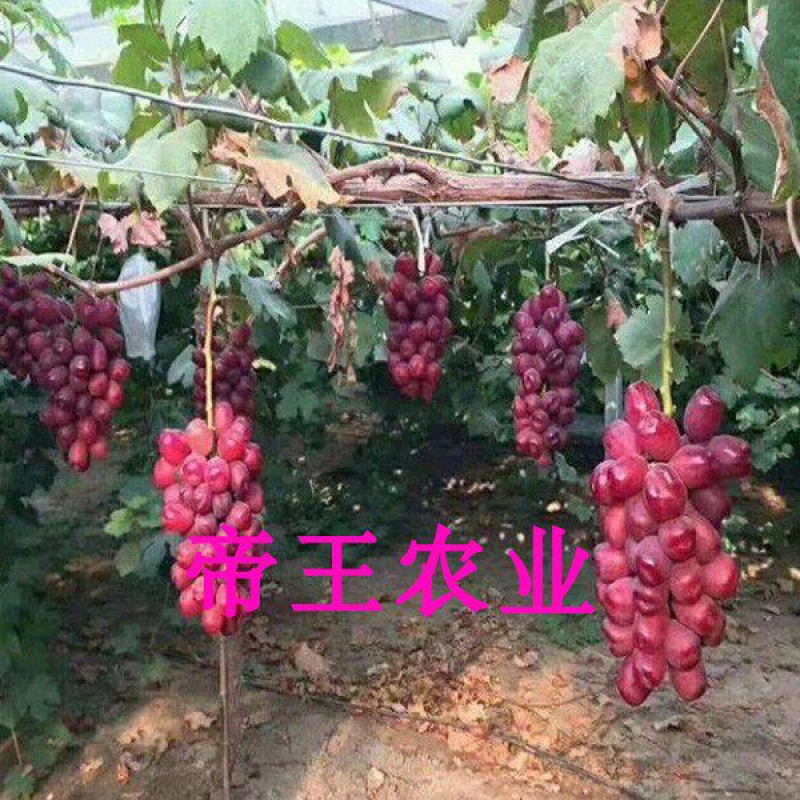 新葡萄苗品种浪漫红颜葡萄苗基地现挖苗发货