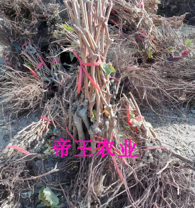 新葡萄苗品种浪漫红颜葡萄苗基地现挖苗发货