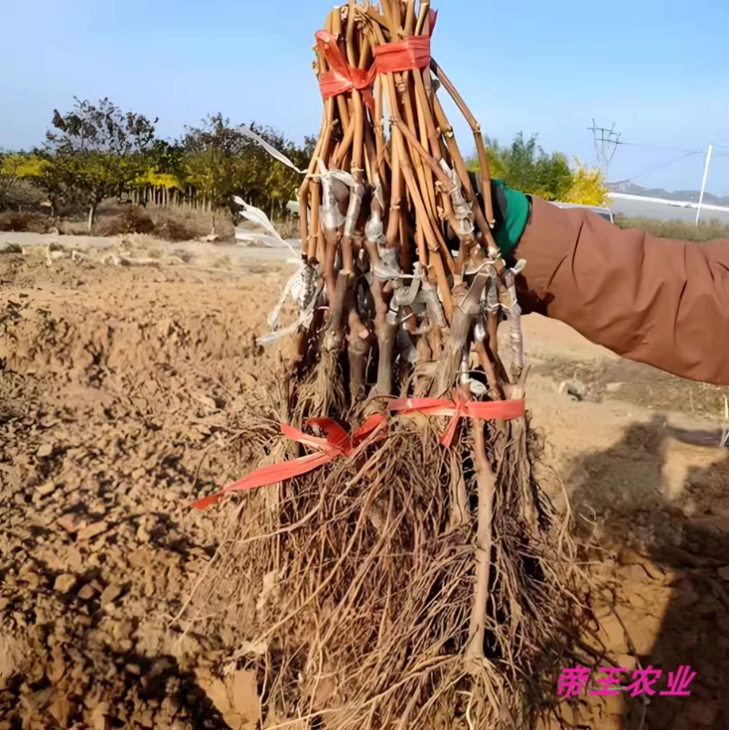 新葡萄苗品种浪漫红颜葡萄苗基地现挖苗发货