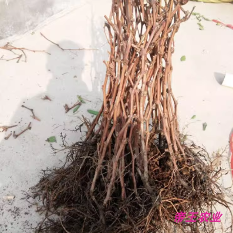 新葡萄苗品种浪漫红颜葡萄苗基地现挖苗发货