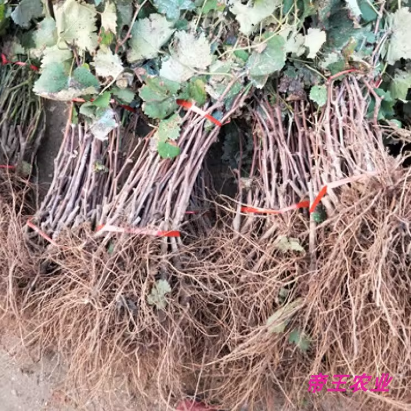 新葡萄苗品种浪漫红颜葡萄苗基地现挖苗发货