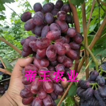 巨盛一号葡萄苗极早熟嫁接葡萄苗基地现挖现发