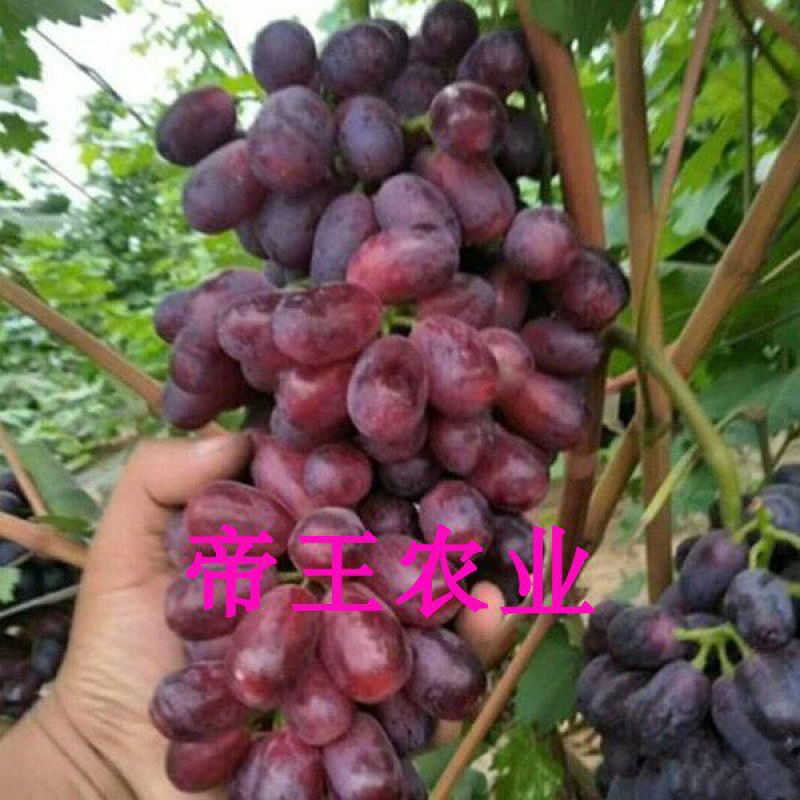 巨盛一号葡萄苗极早熟嫁接葡萄苗基地现挖现发