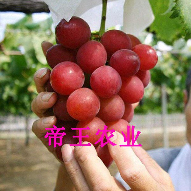 红宝石葡萄苗嫁接无籽葡萄树苗罗马麦当娜红宝石