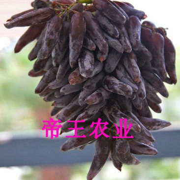 女巫指葡萄苗嫁接苗葡之梦产地直销现挖苗发货