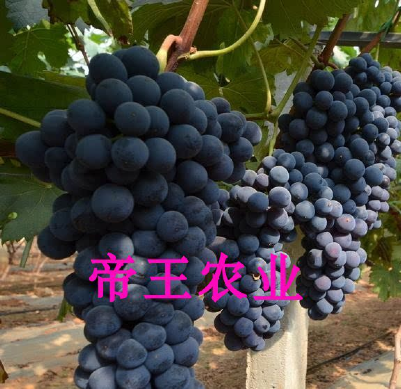 早熟新葡萄品种极早甜66葡萄苗甜66葡萄树苗