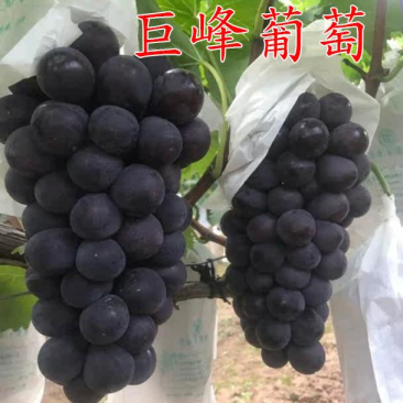 巨峰葡萄苗大粒葡萄树苗基地直销现挖苗发货