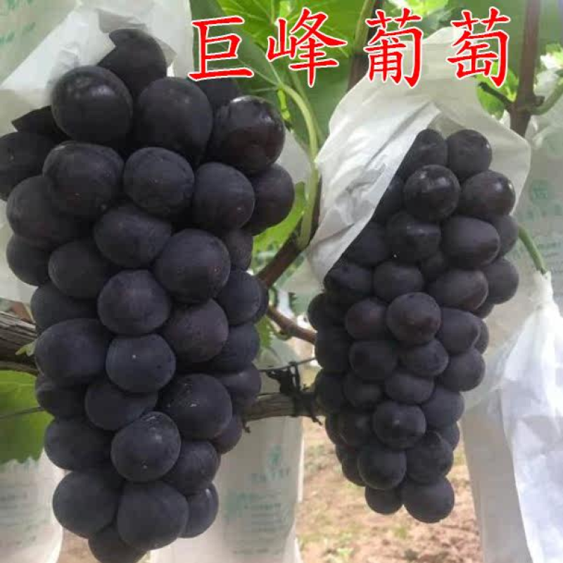 巨峰葡萄苗大粒葡萄树苗基地直销现挖苗发货