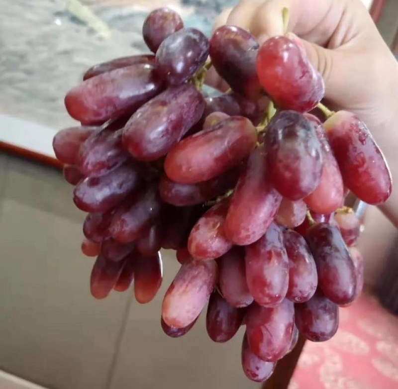 深红无籽葡萄苗嫁接葡萄苗无核提子苗现挖苗发货