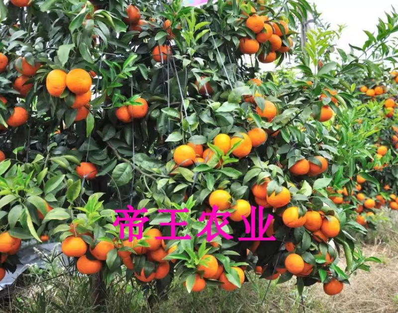 沃柑苗无籽沃柑嫁接苗无核柑橘091现挖苗发货