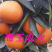 沃柑苗无籽沃柑嫁接苗无核柑橘091现挖苗发货